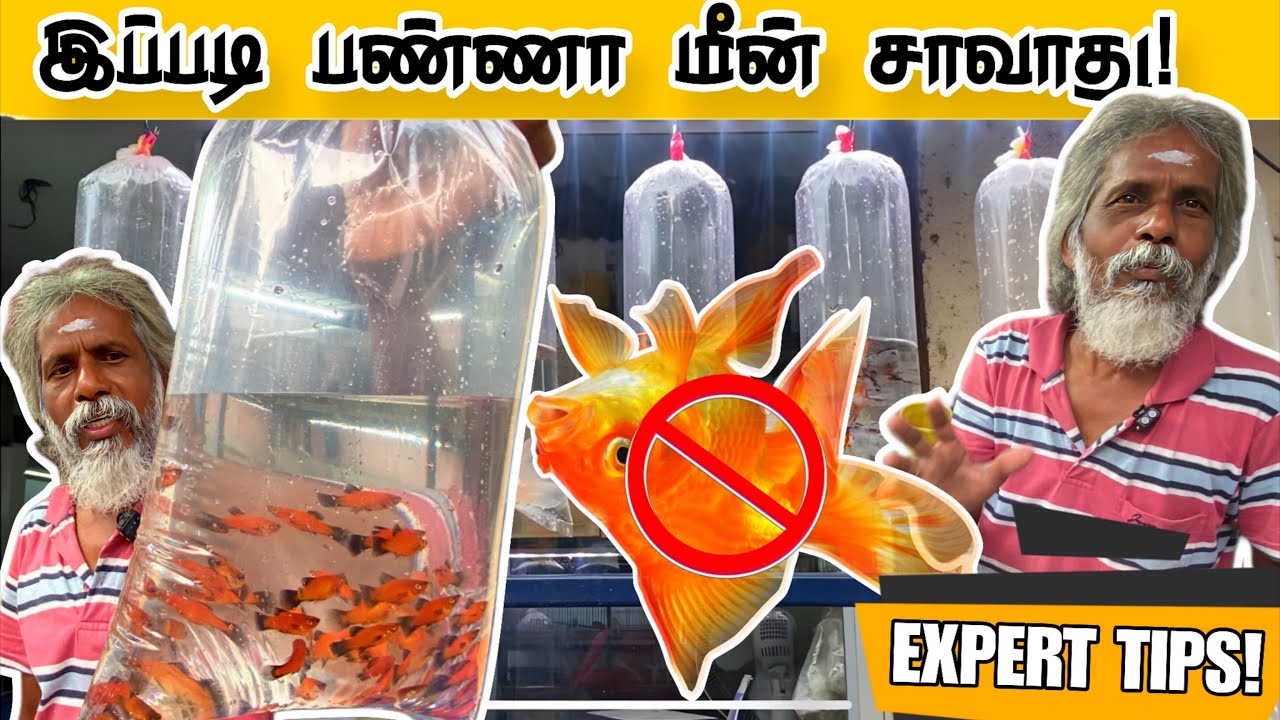 Fish Thatha சொல்லும் Secret Tips | Aquarium Life Hacks 🐟 | Kolathur Fish Market #aquariumcare #tips