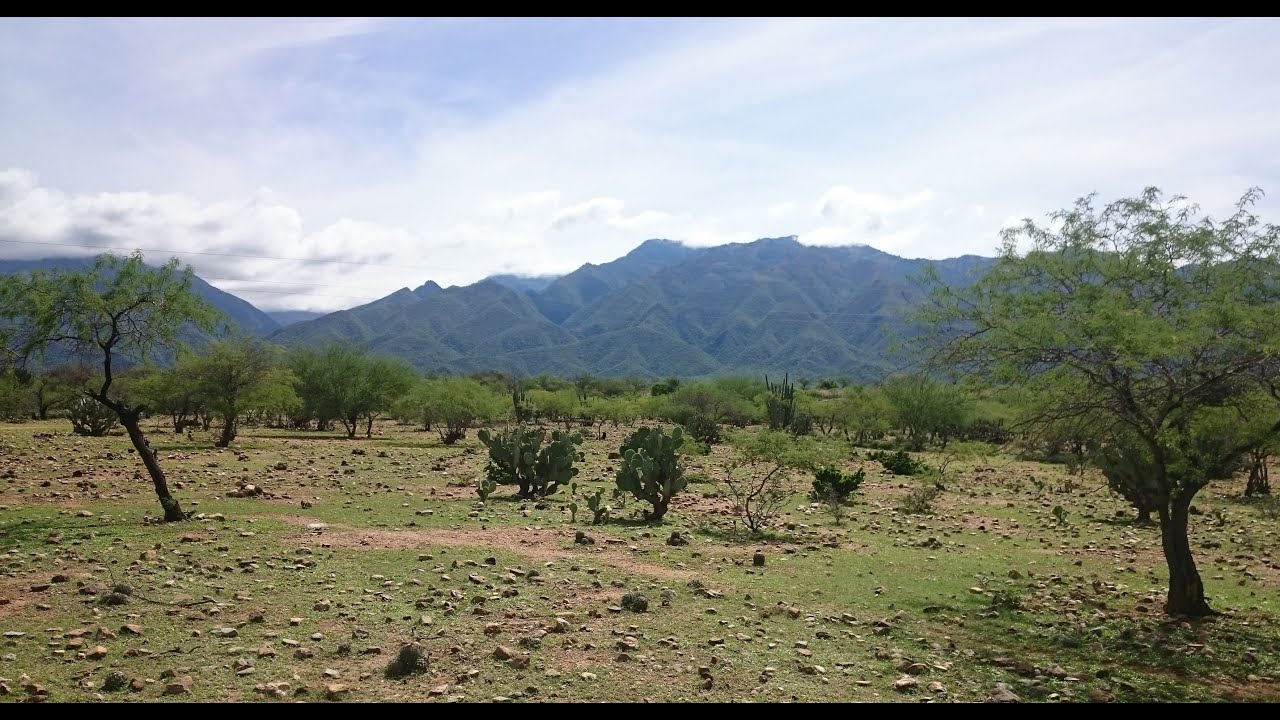 Santa María Tecomavaca, Oaxaca | Mi primer recorrido, explorando la diversidad de flora
