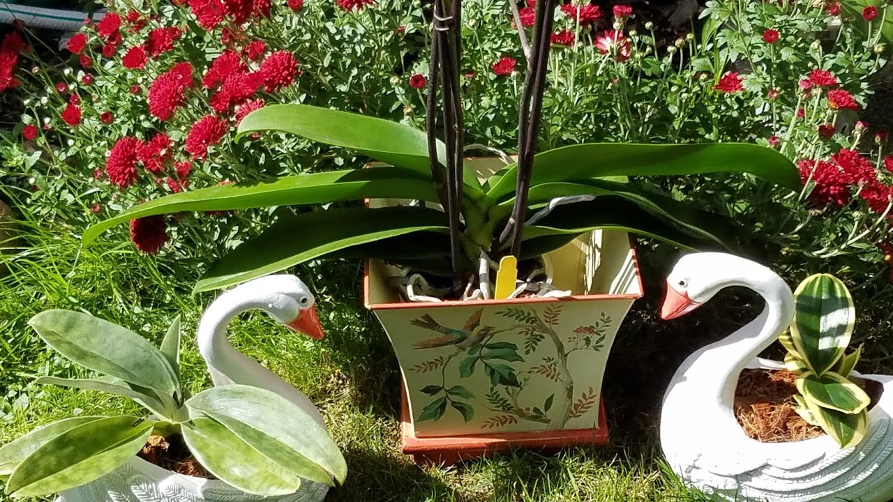 ¿Cuando florecerán mis Orquídeas? #Orquídeasenelmundo ║Orquídeas en el mundo