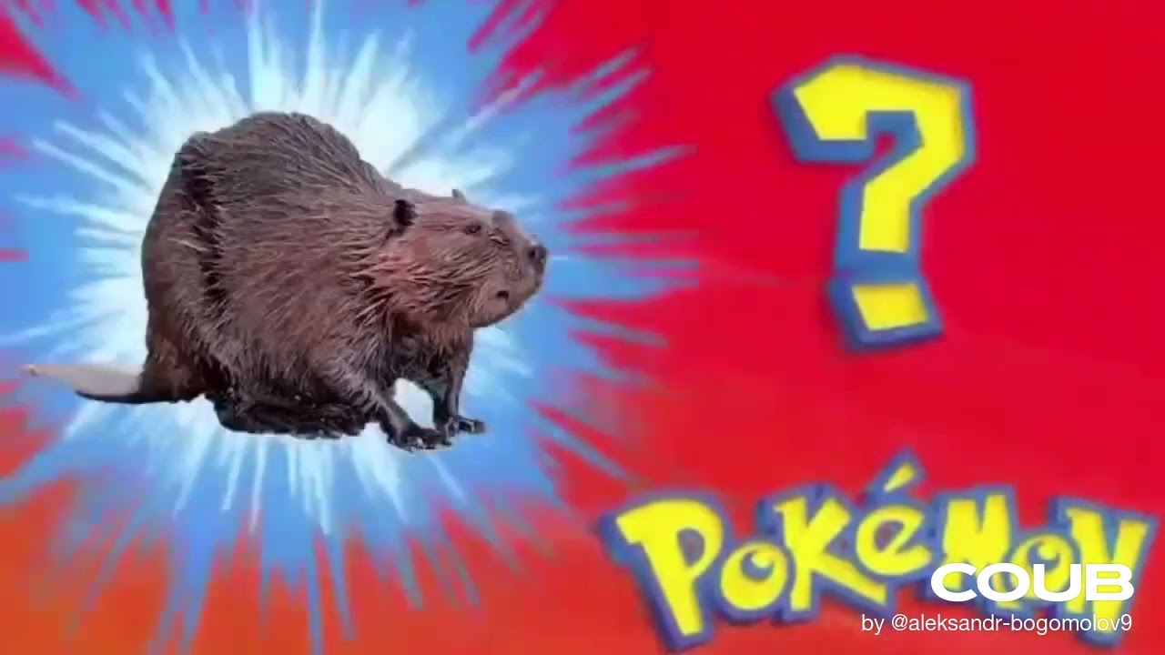 Bobr kurwa  #pokemon #bobr #kurwa