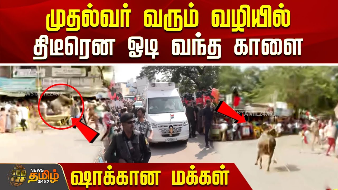 முதல்வர் வரும் வழியில் திடீரென ஓடி வந்த காளை.. ஷாக்கான மக்கள் | AlanganallurJallikattu