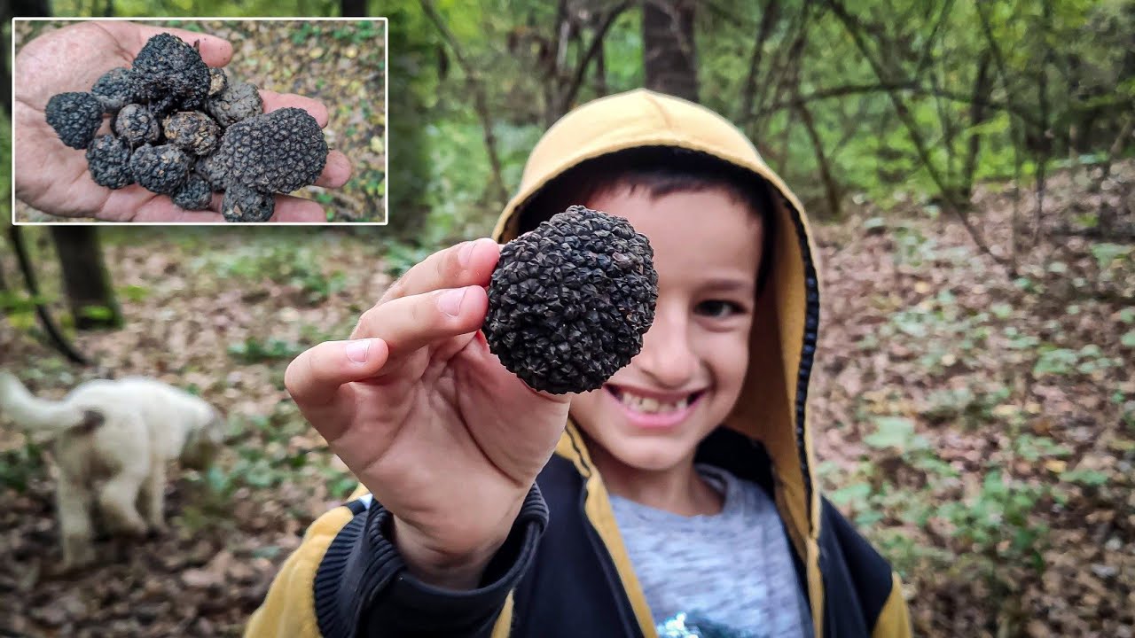 Tartufi Lov / Crni Tartuf / Truffle Hunting