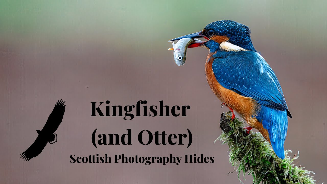 Kingfisher and Otter