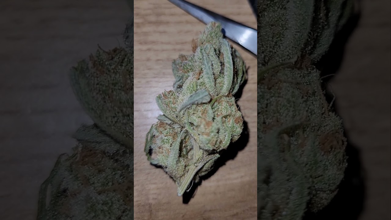 sugarcane strain from in-house-genetics #shorts #weedstrains #ukcannabis