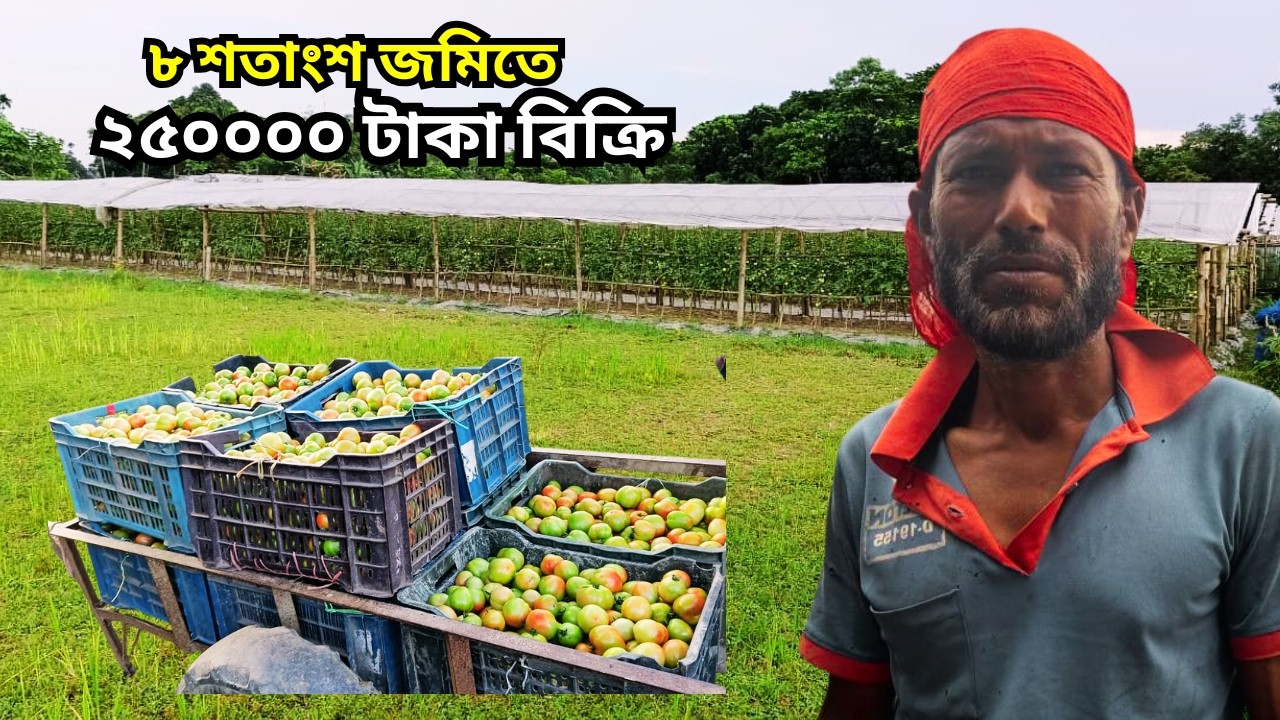 গ্রীষ্মের টমেটো চাষের A TO Z || SUMMER TOMATO || GRAFTING TOMATO.