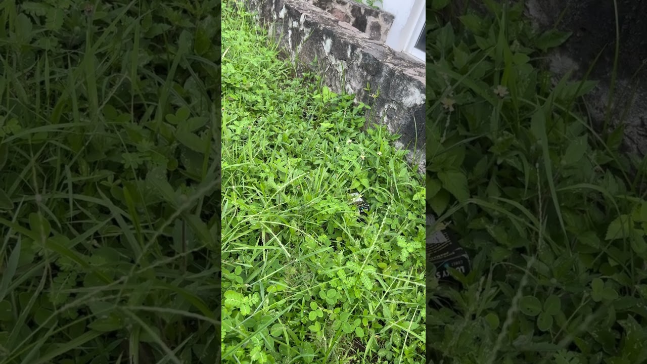 Chicharra cantando mientras una lib&eacute;lula negra reposa en la hierba