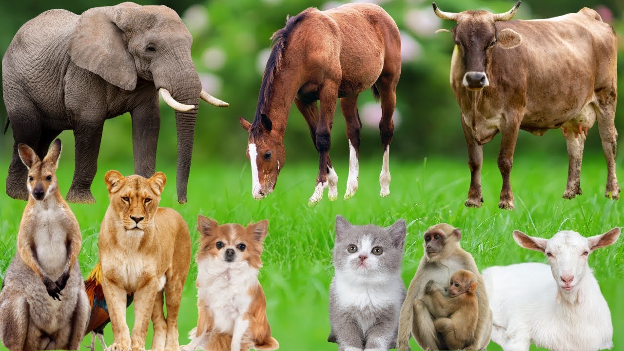 🎶 Music from the Countryside – Chickens, Cows, Dogs & Cats  Fun Performances | Farm Animals 🐮🐓🐶😽