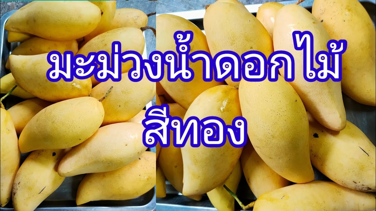 มะม่วงน้ำดอกไม้สีทองหอมหวานราคาถูกมากๆ l คุณยาย l เลี้ยงหลาน/12/5/2022