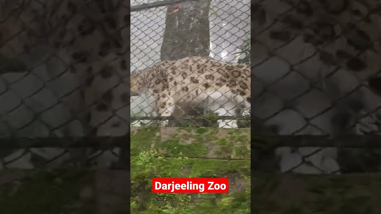 Darjeeling Zoo | Darjeeling  | Darjeeling Zoological Park | Padmaja Naidu Himalayan Zoological Park