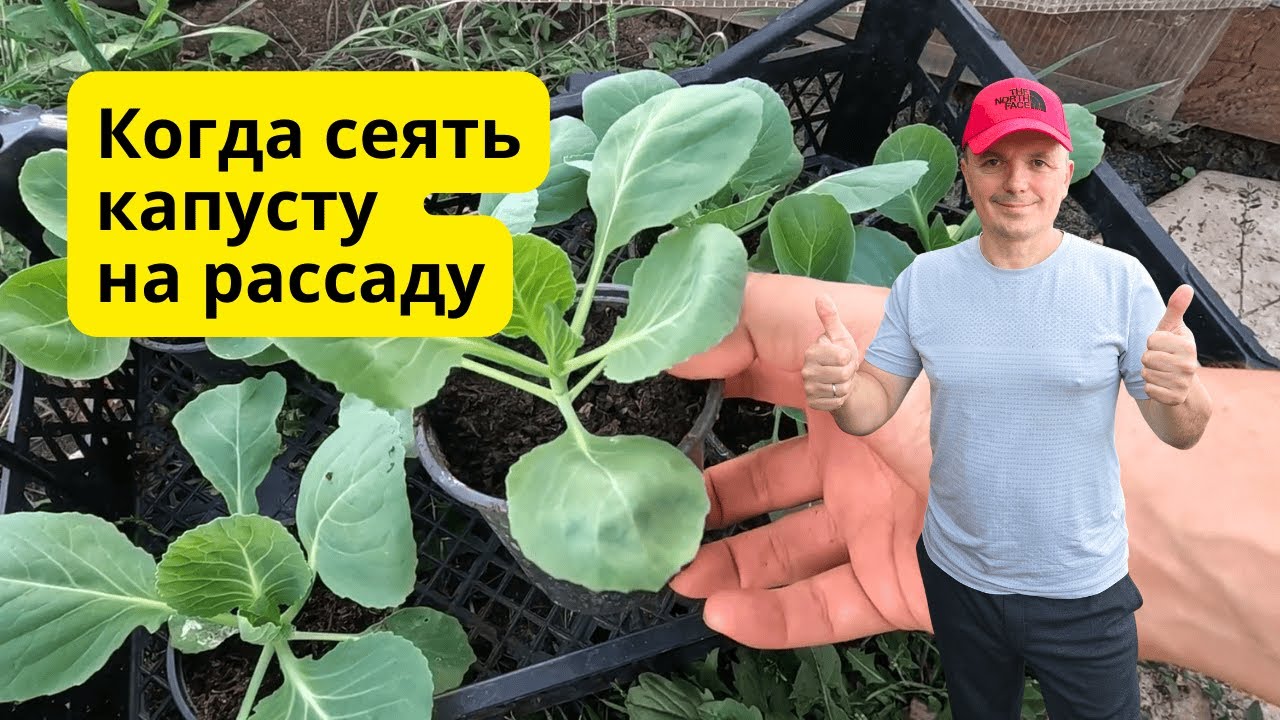Когда сеять раннюю капусту на рассаду- точные сроки посева!