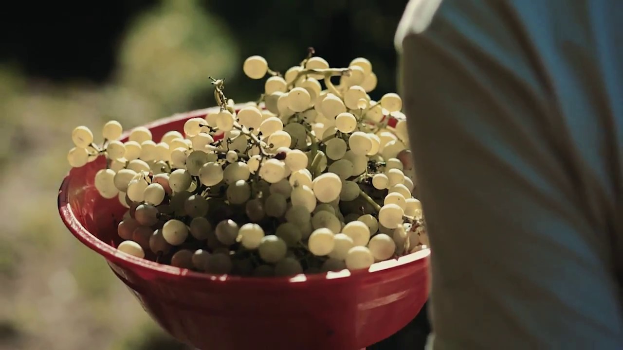 Video Vinificazione