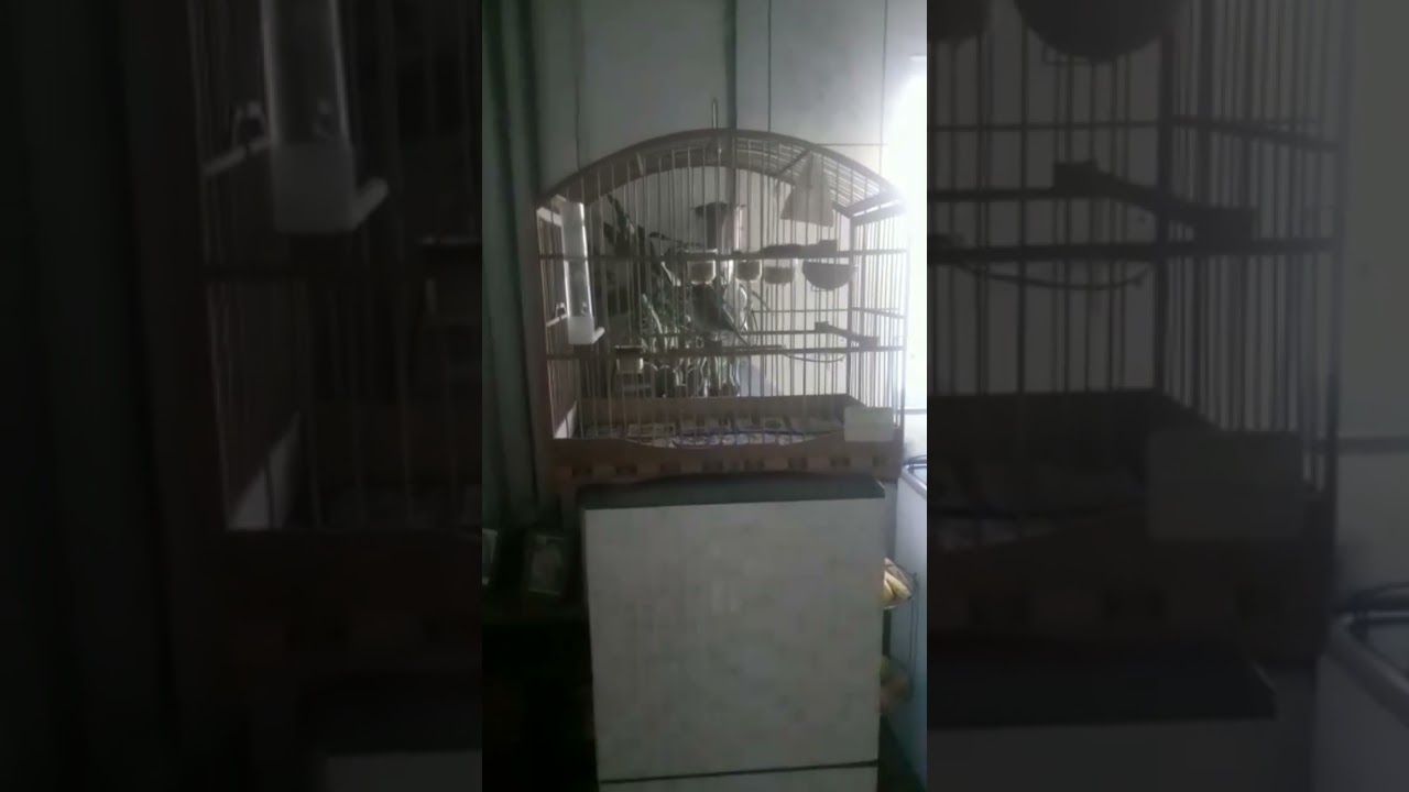 S&Oacute; APRECIA&Ccedil;&Atilde;O COLEIRO VELOZ TUI TUI