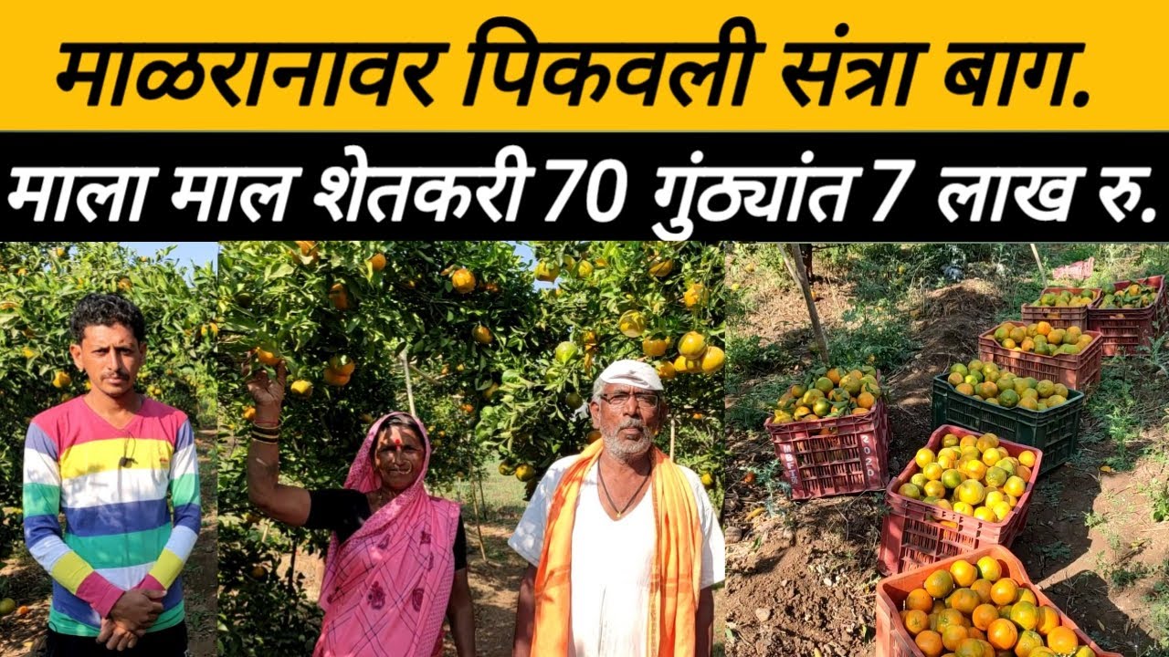 माळरानावर पिकवली संत्रा बाग, माला माल शेतकरी 70 गुंठयात 7 लाख रुपये, कमी खर्चात जैविक शेती: