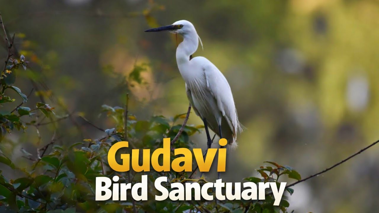 Gudavi Birds Sanctuary /ಗುಡವಿ ಪಕ್ಷಿಧಾಮ /Karnataka Birds Sanctuary/ Must Visit Places Near Shivamogga