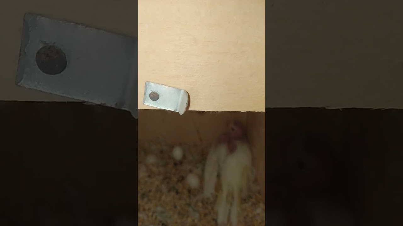 baby cockatiel bird white cockatiel February 19, 2024 
