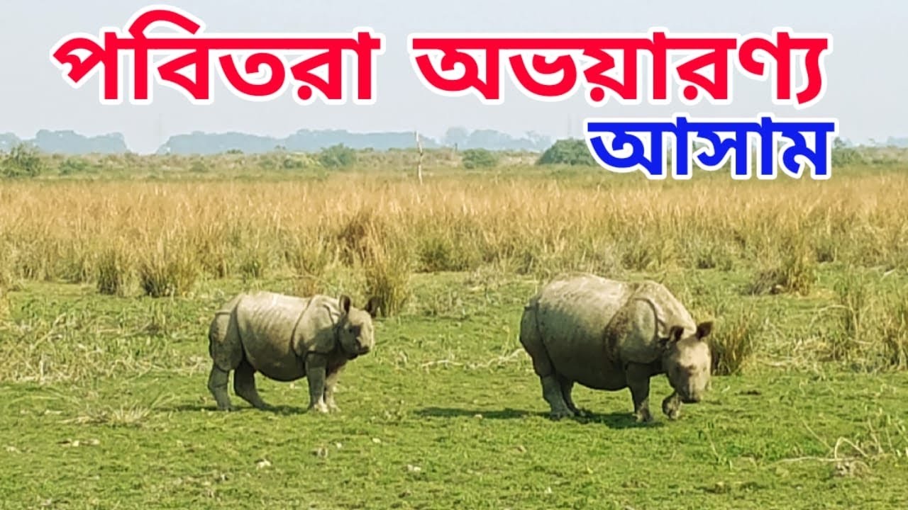 Pobitora Wildlife Sanctuary | পবিতরা অভয়ারণ্য | Best Time to Visit | Pobitora National Park