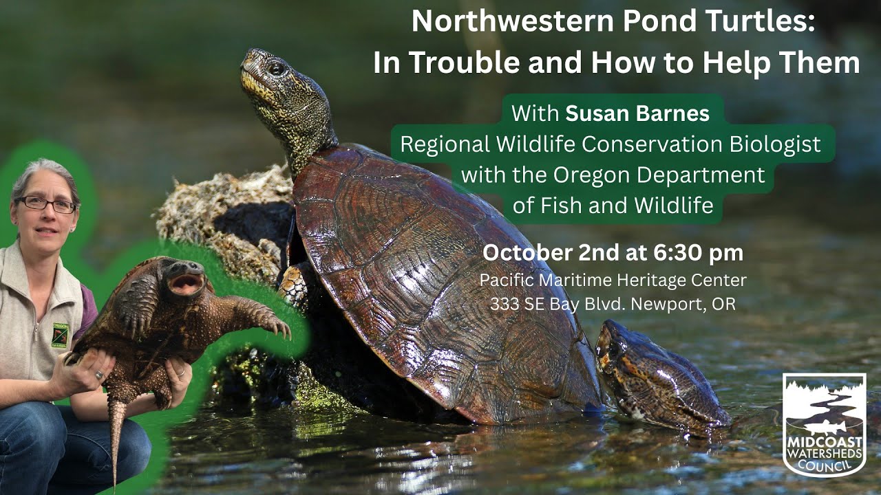 Northwestern Pond Turtles: In Trouble and How to Help Them w/ Susan Barnes - MCWC CM Oct. 2025