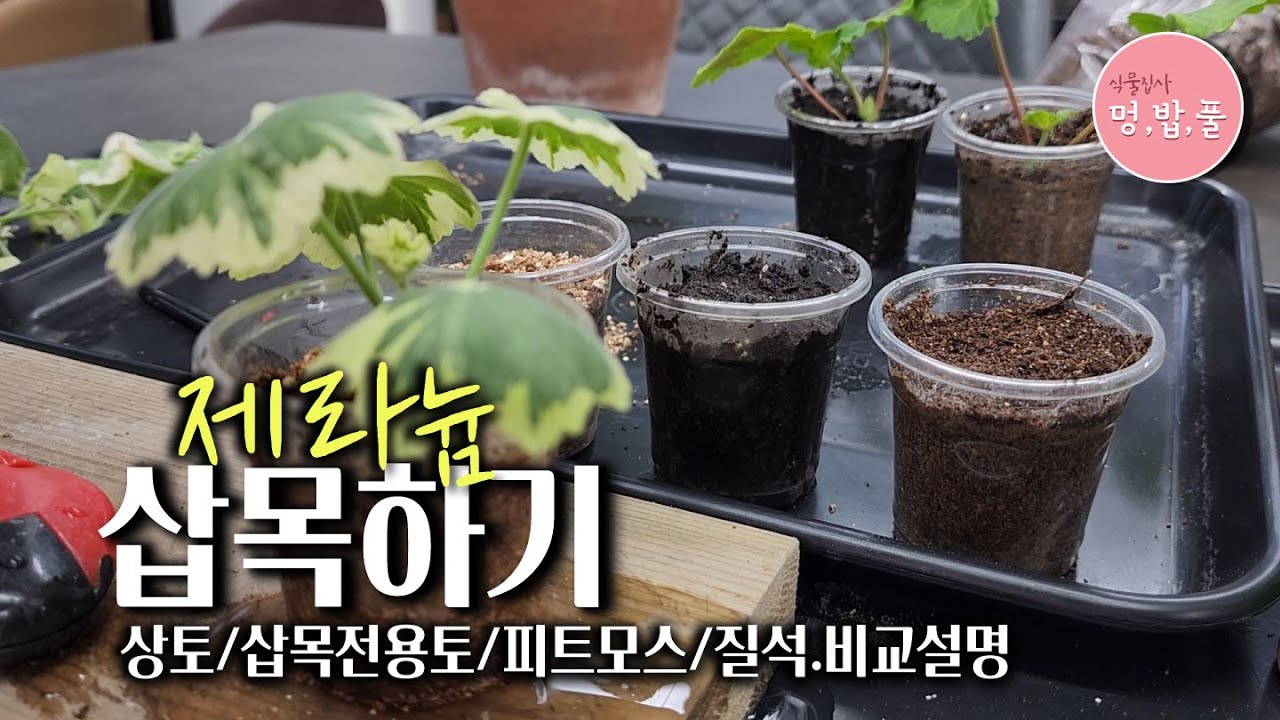 제라늄 삽목하기.상토vs삽목용전용토vs피트모스상토vs질석 등 비교해서 삽목해보기