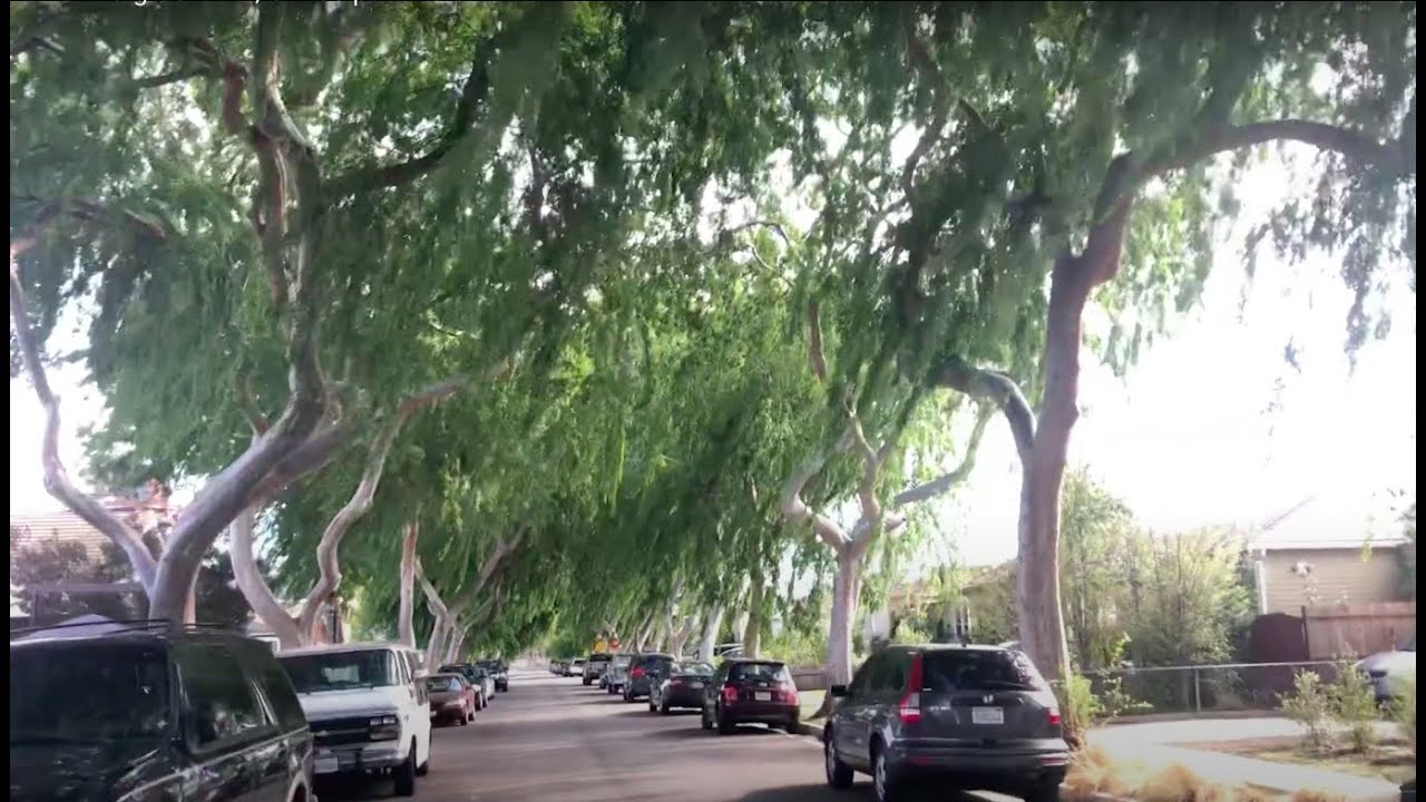 The Evergreen Elm, Ulmus parviflora