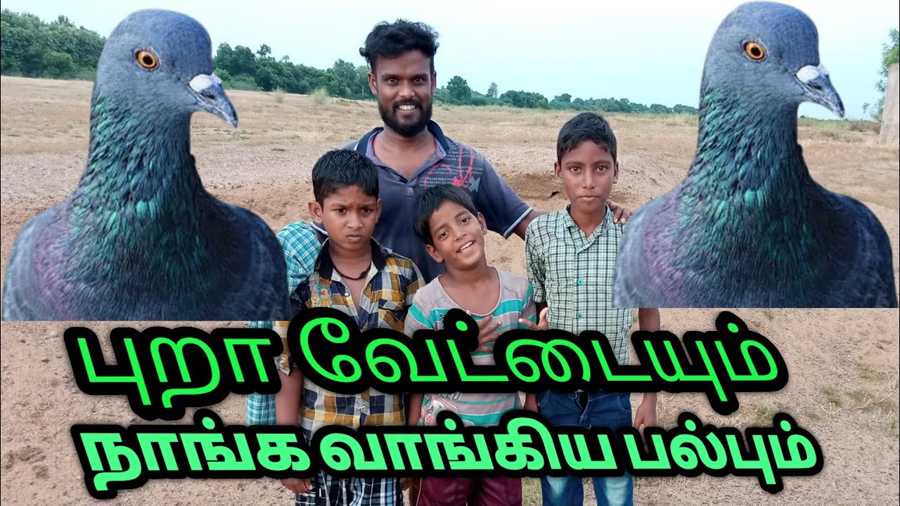 காட்டுப்புறா வேட்டைwild 🐦 pigeon hunting in village boys