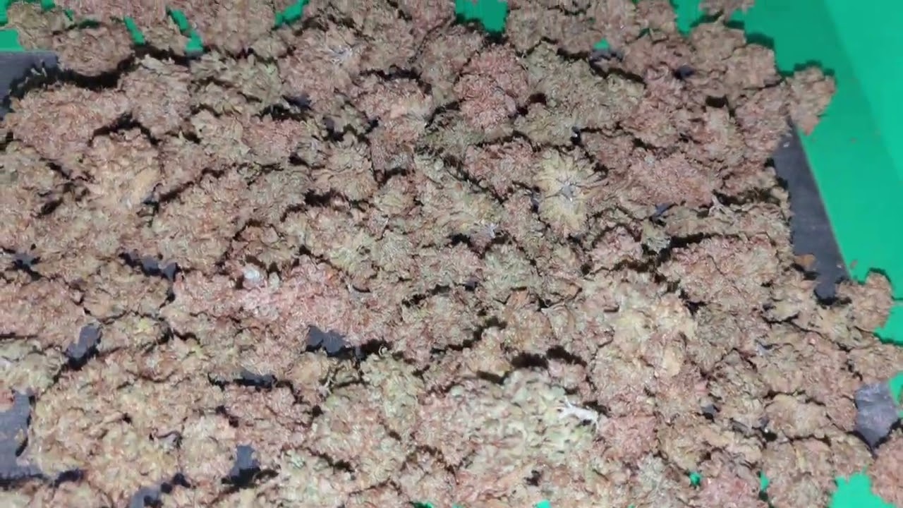 Girl Scout Cookies Extreme (ILGM) - Trimmed Up A Few Branches