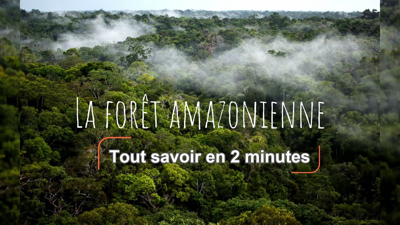 Tout savoir sur la forêt amazonienne en 2 minutes!