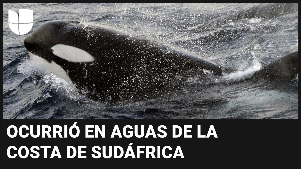 Captan en video el furioso ataque de una orca a un tiburón blanco