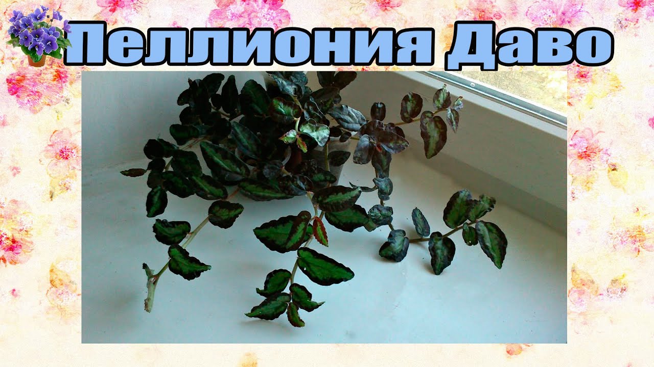 Комнатное растение пеллиония Даво (Pellionia daveauana) содержание и уход
