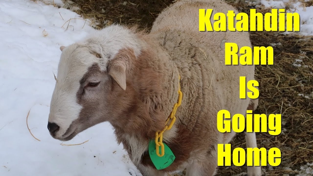Sheep Breeding is Complete: The Katahdin Breeding Ram is Going Home