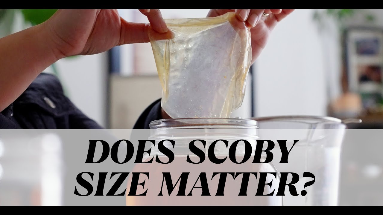 Имеет ли значение размер SCOBY при приготовлении домашнего комбучи?