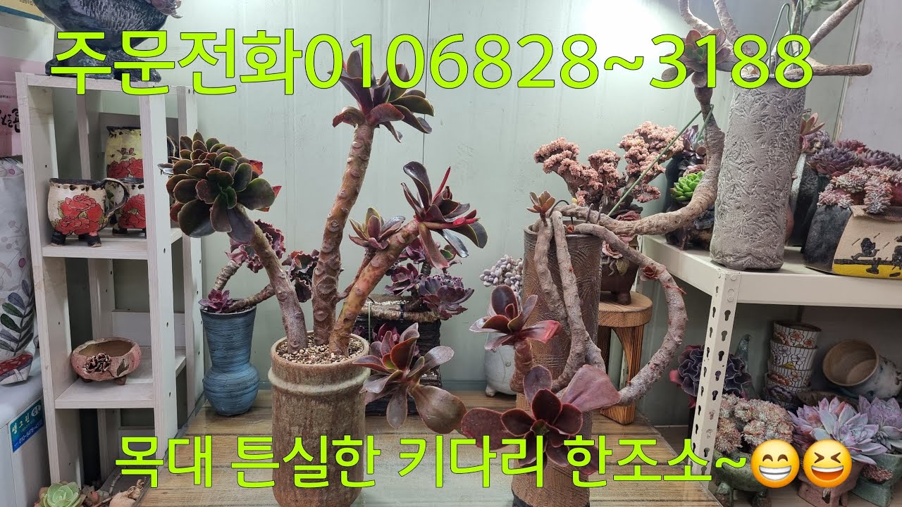(263.1.일)💞왼쪽 판매완료💞오늘도 분갈이 분갈이~😁😂