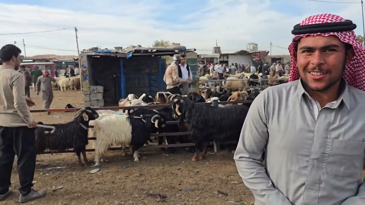 سوق مواشي اربيل علوة الاغنام والطليان والماعز 2025/4/28