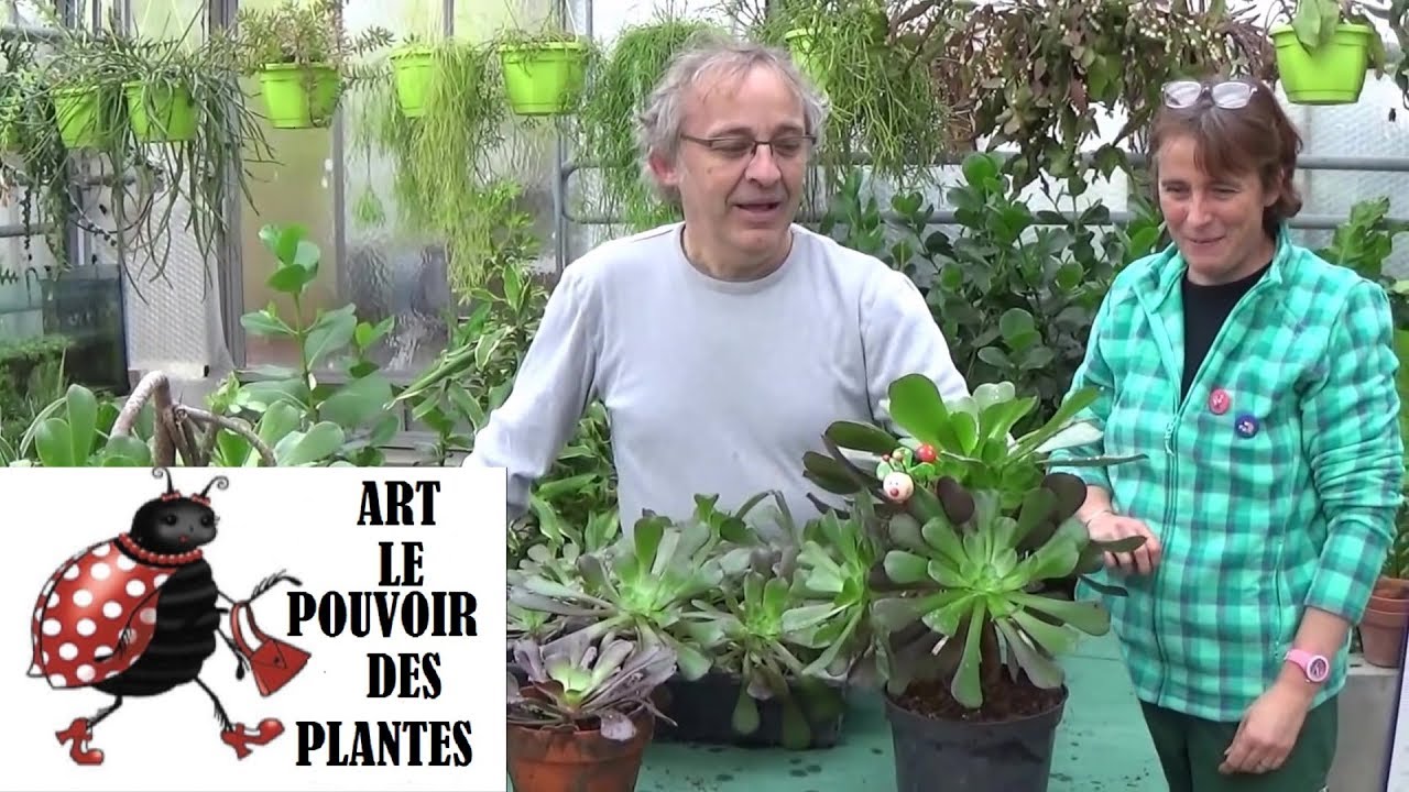 Tuto jardinage: Aeonium arboreum: comment faire une Bouture: plantes vertes, succulente,grasse.