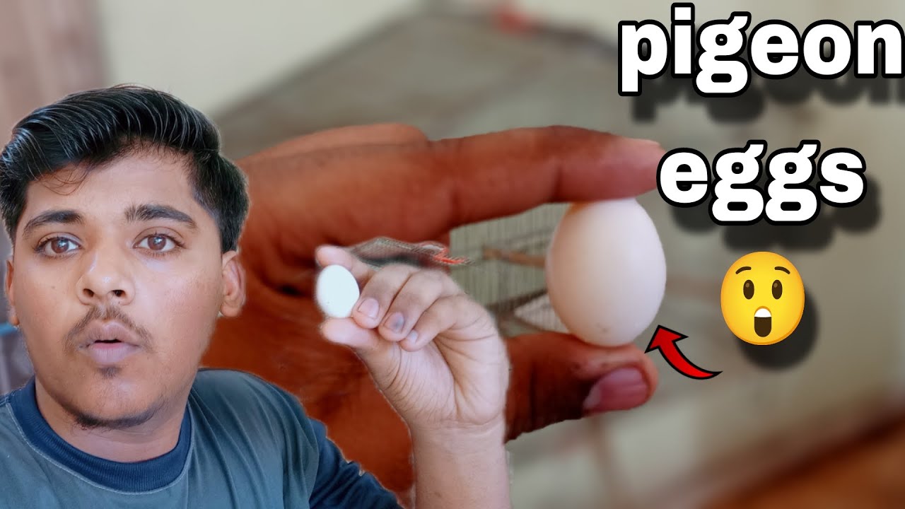 Pigeon egg de Diya 🥚 New vlog update it's Sarib ❤️...