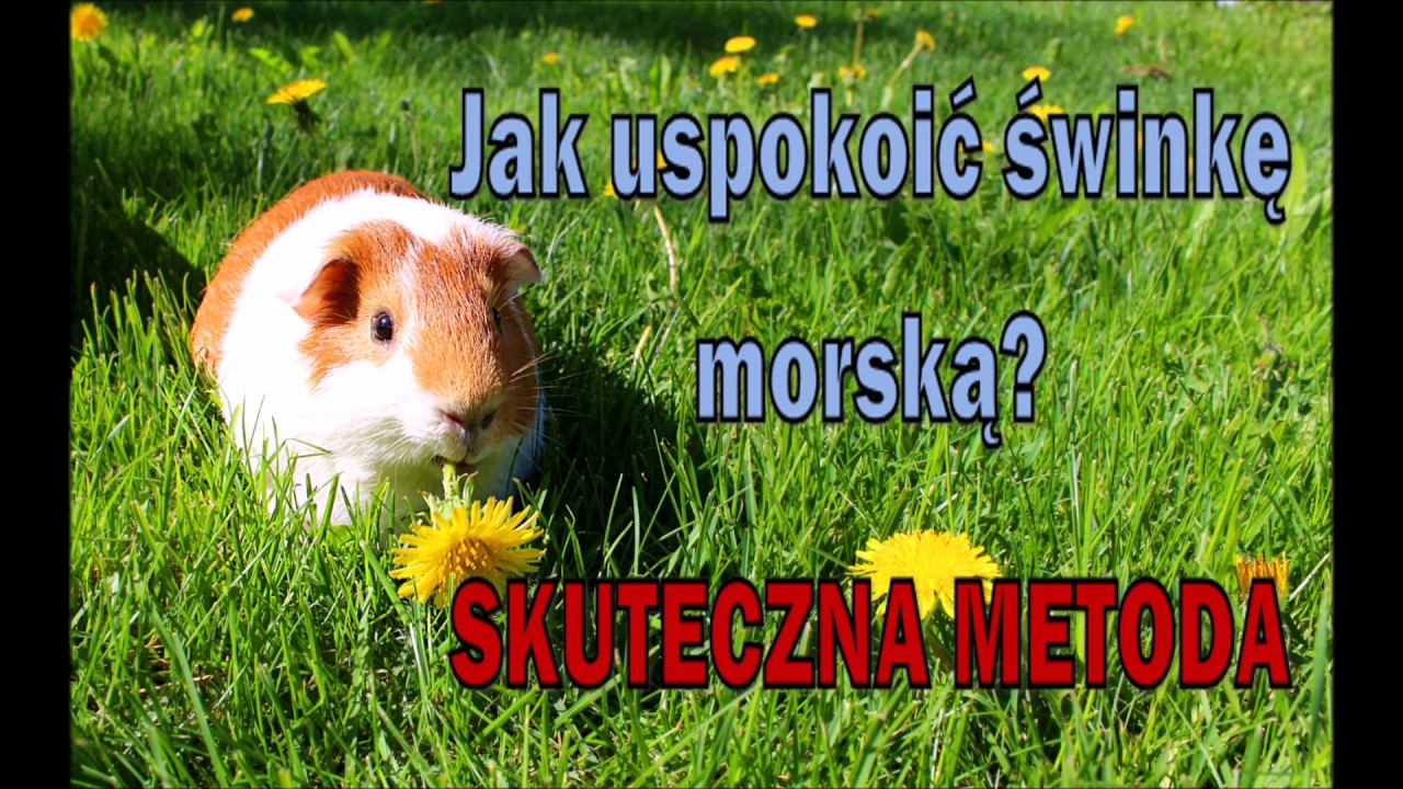 Jak uspokoić świnkę morską? SKUTECZNA BEZPIECZNA METODA