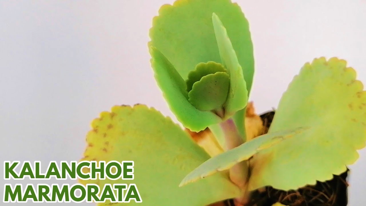 kalanchoe marmorata donsuculento