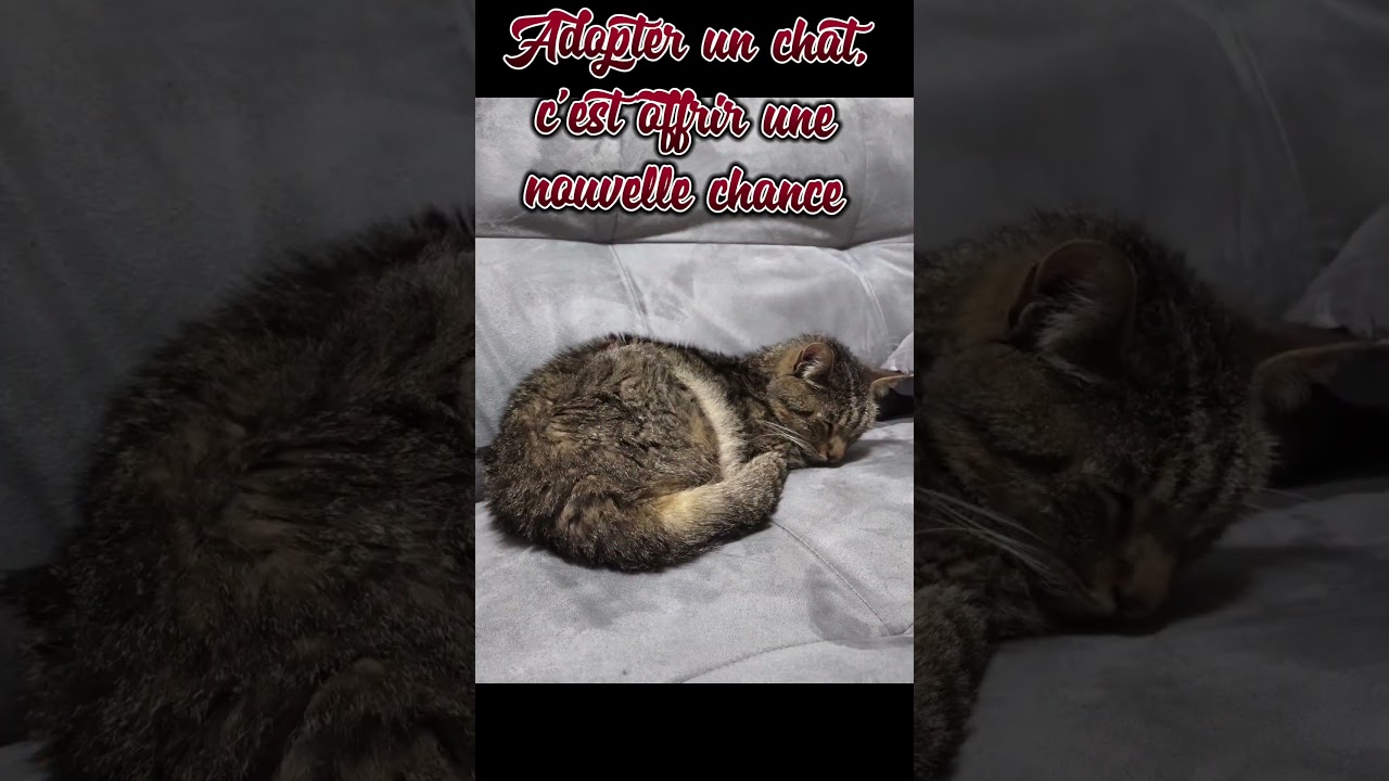 Les abandons de chats: un triste problème