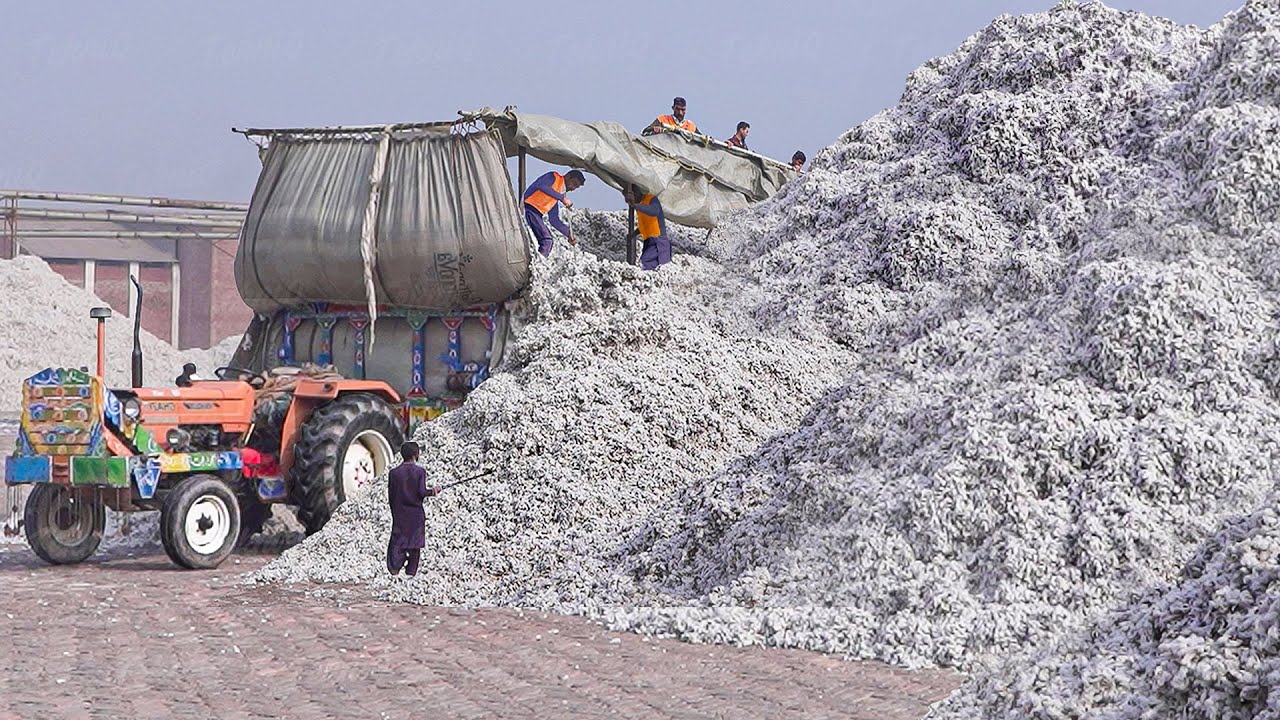 How They Process Millions of Tons of Cotton Every Year