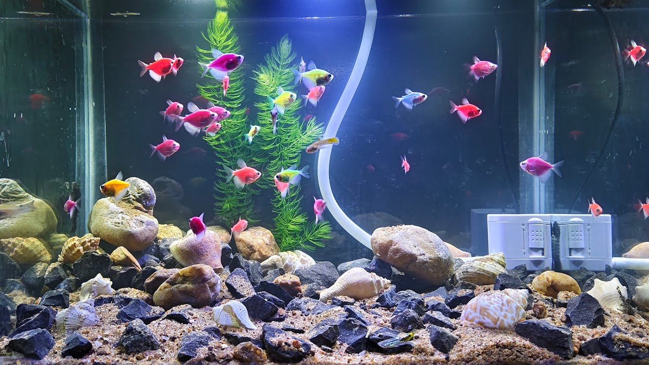 Mera fishes ka Chhota Sa janna,,,,🐟🐠😊 #fish #aquarium