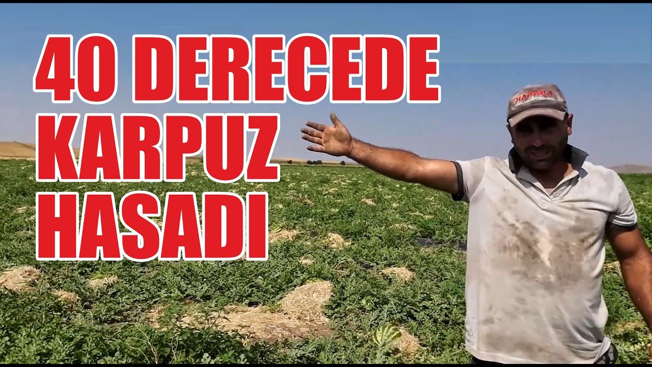 Yerköy Sekili'de karpuz hasadı
