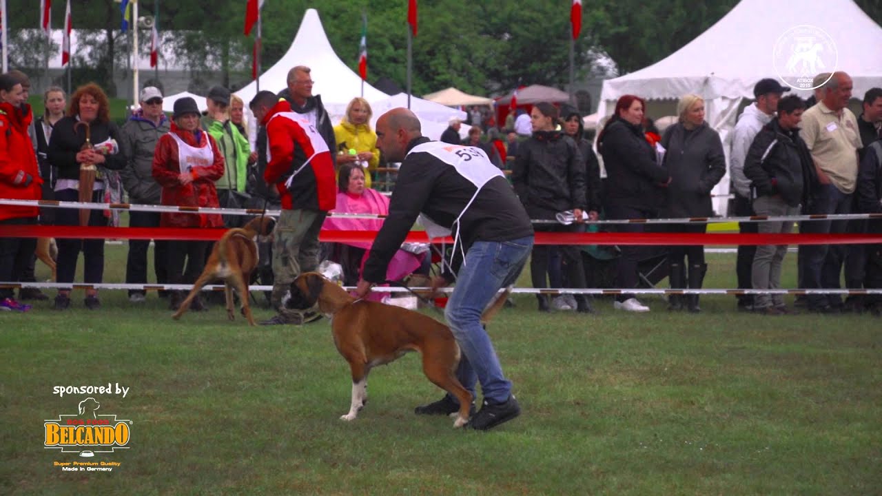 ATIBOX 2015 World Show in Gelsenkirchen | BELCANDO