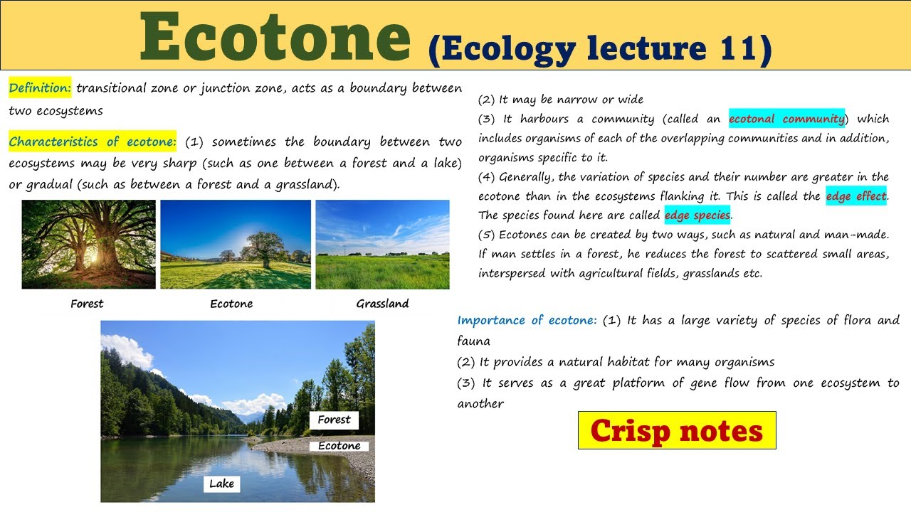 Ecotone | Ecology lecture 11 | UG | PG | UPSC