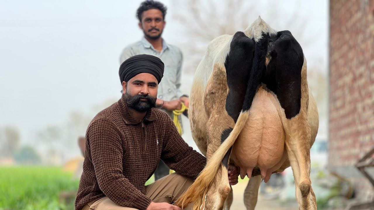 ਜੁਗਰਾਜ ਵਲੀਪੁਰ ਕੋਲ 3 ਵਹਿੜਾ ਵਿਕਾਊ 1 ਤਾਜ਼ੀ ਸੂਈ ਮੁੱਲ ਬਿਲਕੁਲ ਜ਼ਾਇਜ ਪਿੰਡ ਵਲੀਪੁਰ (ਤਰਨਤਾਰਨ) 