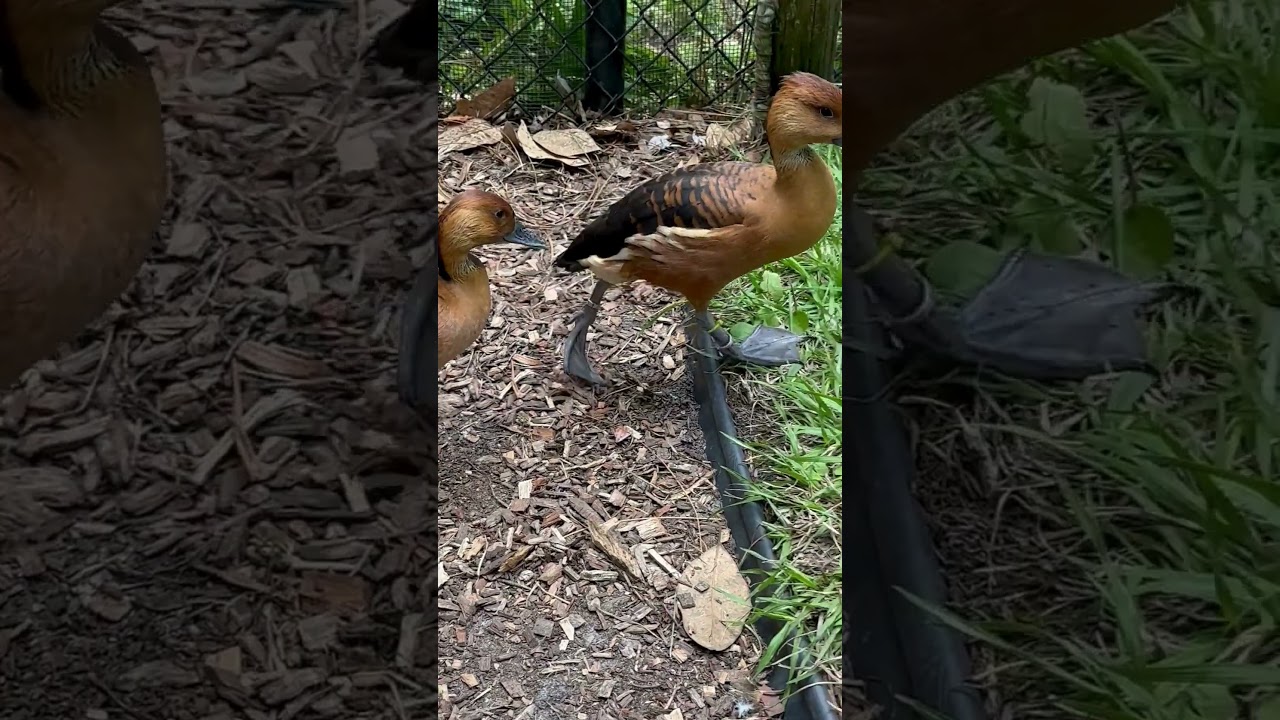 Whistling Ducks Are Too Cute!  The Aviary at Santa Fe College Teaching Zoo in Gainesville