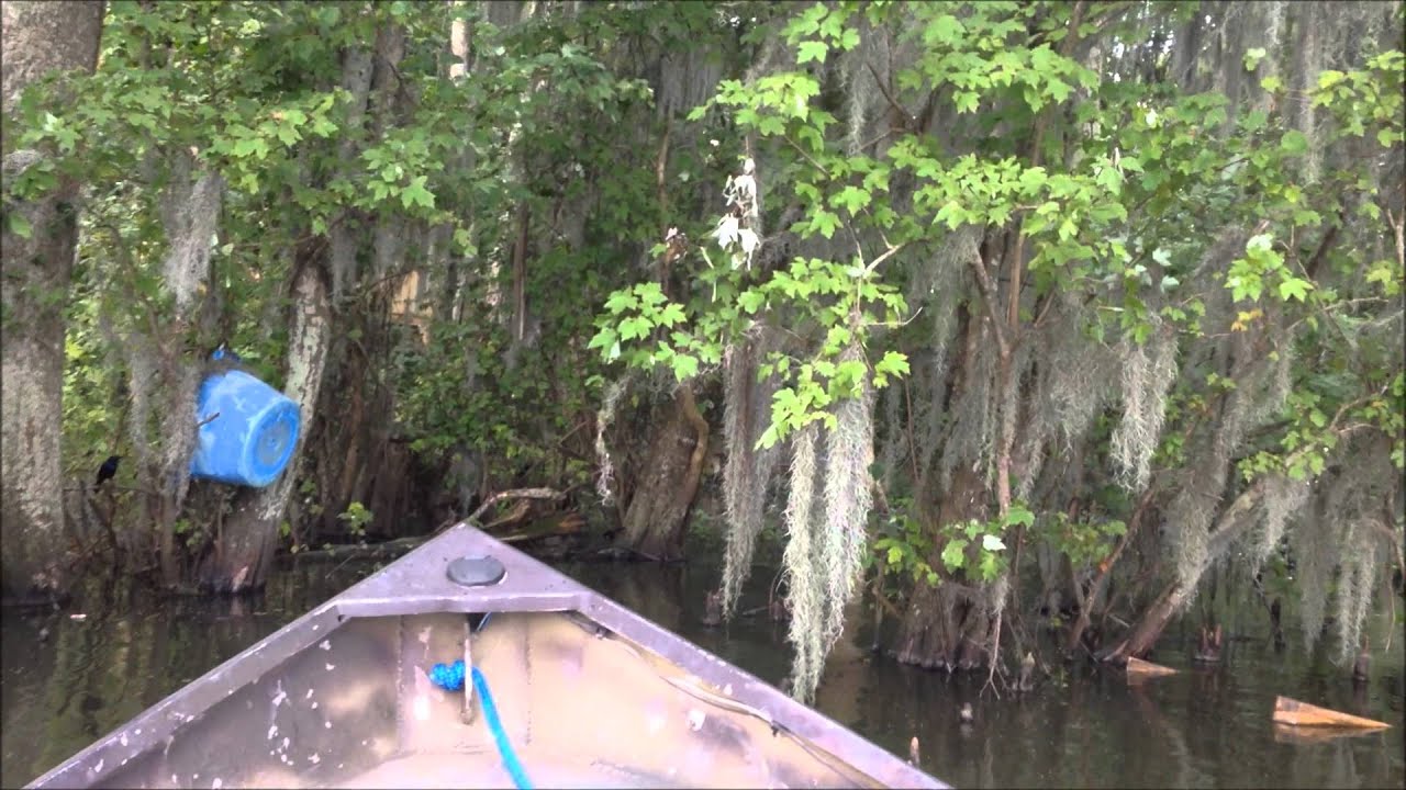Tree House in the Swamp #11