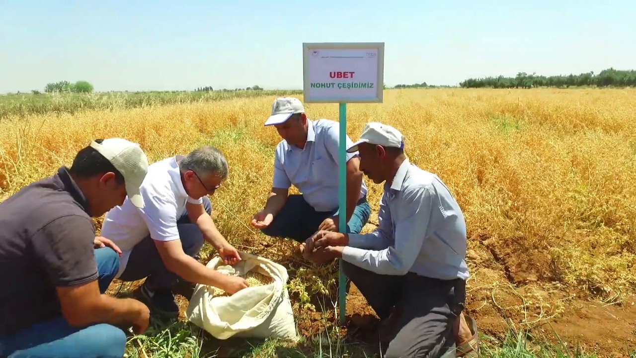 ‘‘UBET’’ Tescilli Nohut Çeşidimizin Hasadı Yapıldı.