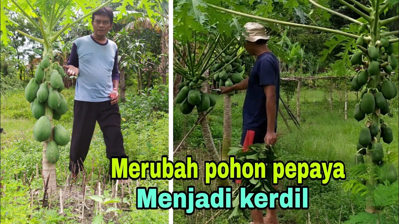 CARA MEMBUAT POHON PEPAYA KERDIL