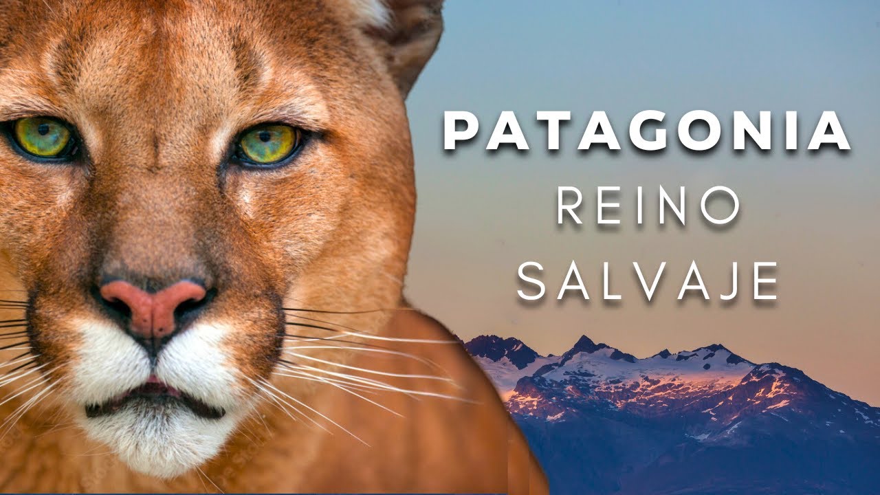 PATAGONIA: Reino Salvaje [Documental Completo]