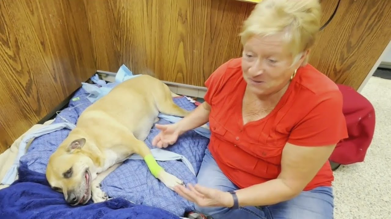 South Florida dog slowly recovering after eating a dead iguana caused its legs to become paralyzed