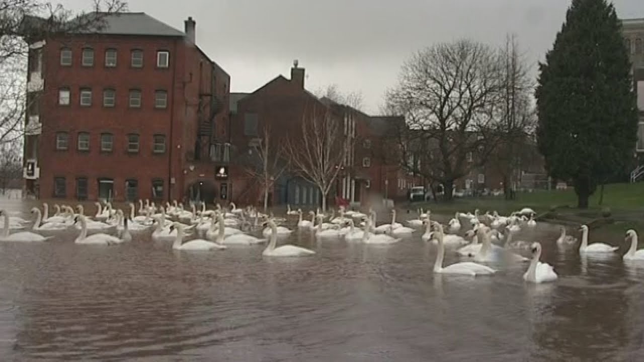 UK floods: Swans take over Worcester